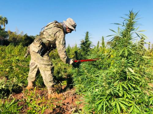 Anulan más de 400 toneladas de marihuana en la frontera entre Paraguay y Brasil